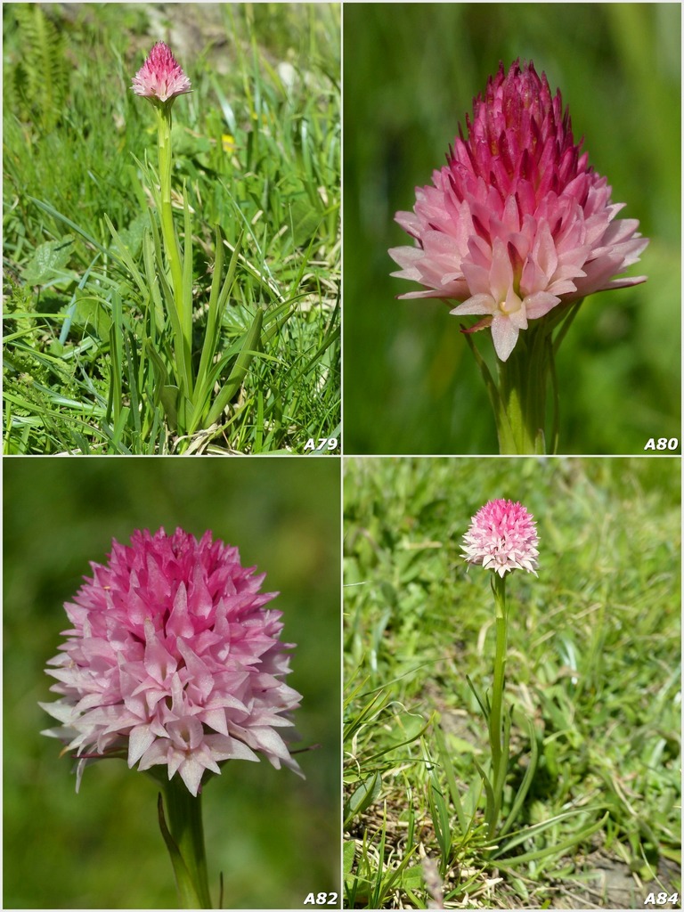 Nigritella corneliana / Nigritella di Cornelia Rudio